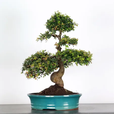 CHINESE ELM "Ulmus parvifolia" 3-12