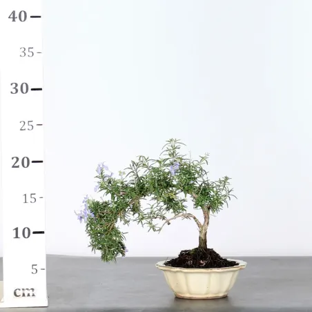 image supplémentaire - ROMARIN "ROSMARINUS" 1-6