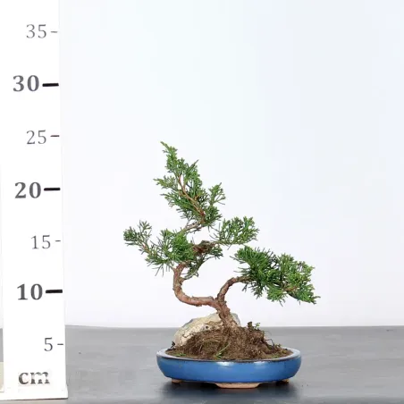 image supplémentaire - JUNIPERUS CHINENSIS SHOHIN...