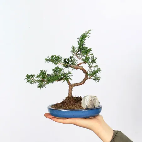 JUNIPERUS CHINENSIS SHOHIN 1-10