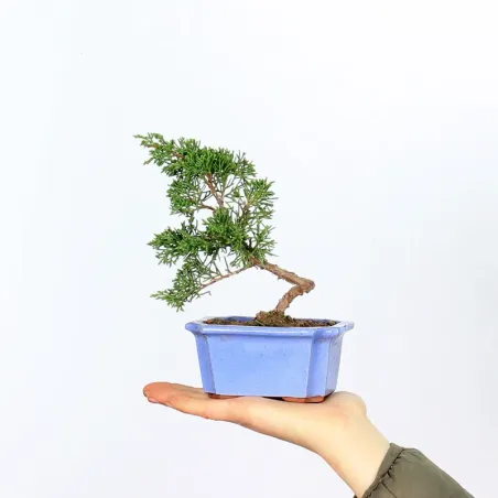 GENÉVRIER SHOHIN "JUNIPERUS CHINENSIS ITOIGAWA" 1-14