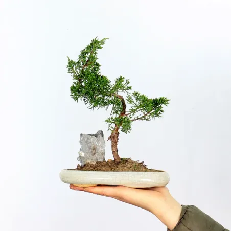 GENÉVRIER SHOHIN "JUNIPERUS CHINENSIS ITOIGAWA" 1-16