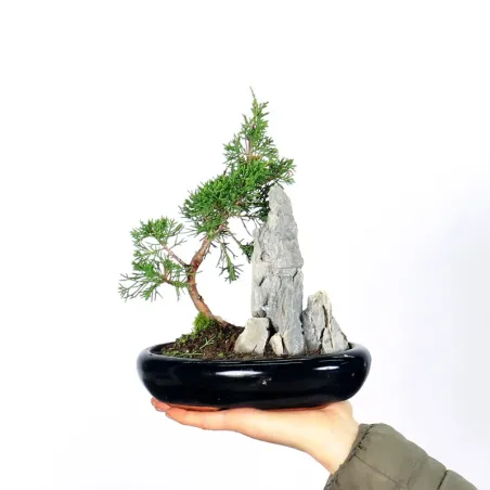 GENÉVRIER SHOHIN "JUNIPERUS CHINENSIS ITOIGAWA" 3-3