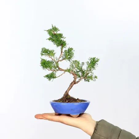 GENÉVRIER SHOHIN "JUNIPERUS CHINENSIS ITOIGAWA" 3-4