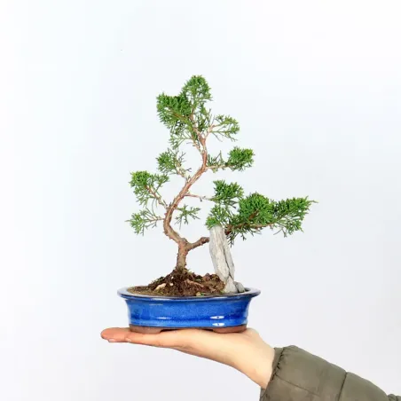 GENÉVRIER SHOHIN "JUNIPERUS CHINENSIS ITOIGAWA" 3-5