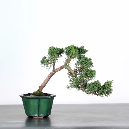 GENÉVRIER SHOHIN "JUNIPERUS CHINENSIS KISHU" 3-7