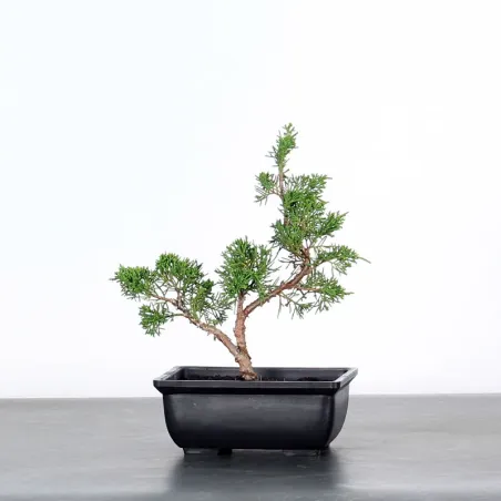 GENÉVRIER SHOHIN "JUNIPERUS CHINENSIS ITOIGAWA" 3-11