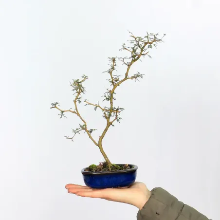 SOPHORA JAPONICA "LITTLE BABY" 1-5