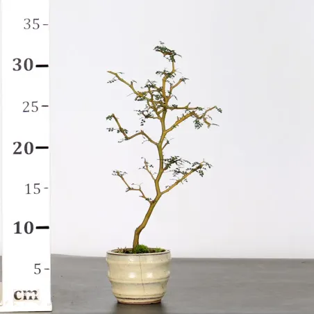 image supplémentaire - SOPHORA JAPONICA "LITTLE...