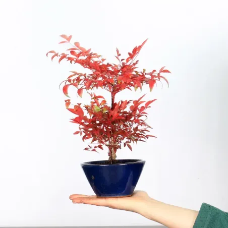 Nandina Bonsai "Sacred Bamboo"