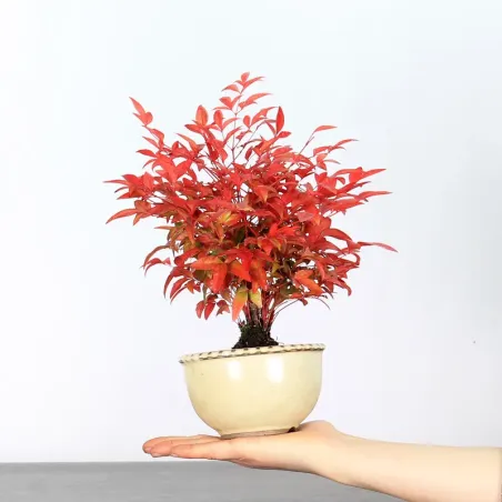 NANDINA "BAMBOU SACRE" 1-9