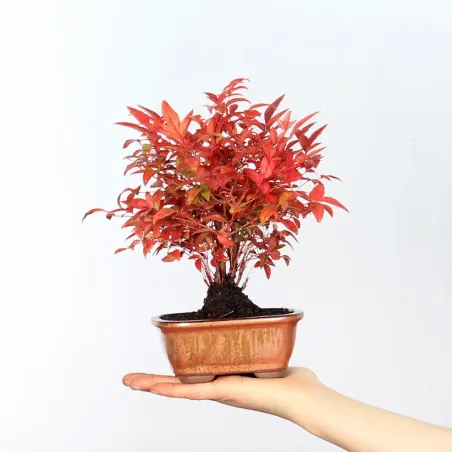 NANDINA "BAMBOU SACRE" 1-10