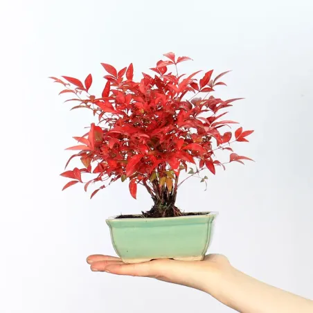 NANDINA "BAMBOU SACRE" 1-12