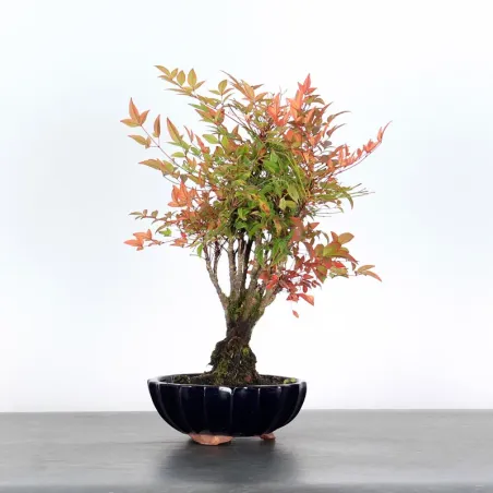 NANDINA "BAMBOU SACRE" 2-4