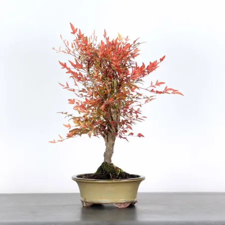 NANDINA "BAMBOU SACRE" 2-5