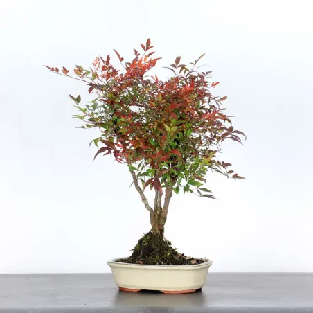 NANDINA "BAMBOU SACRE" 2-6