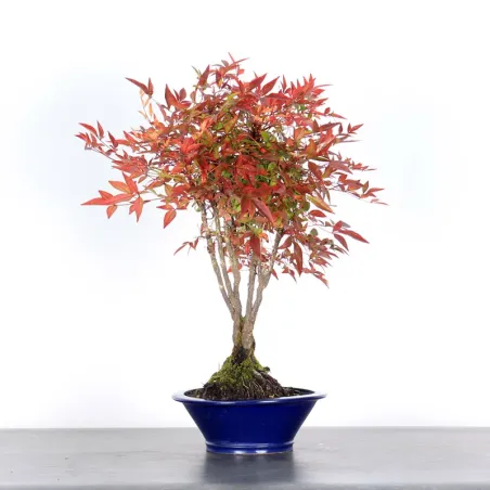 NANDINA "BAMBOU SACRE" 2-7