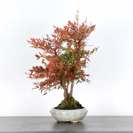 NANDINA "BAMBOU SACRE" 2-8