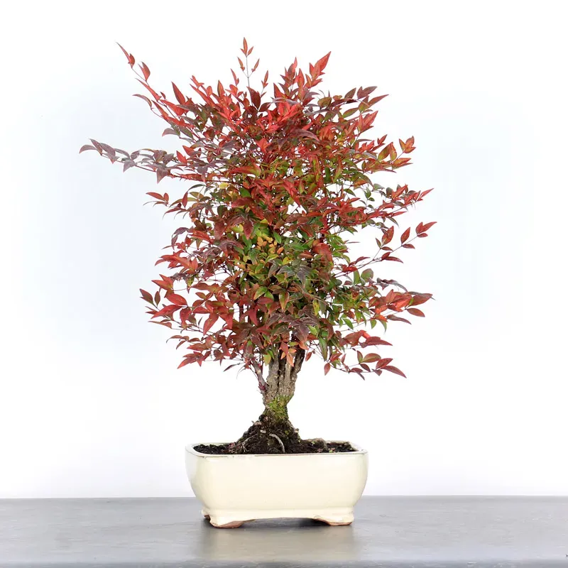 NANDINA "BAMBOU SACRE" 2-9