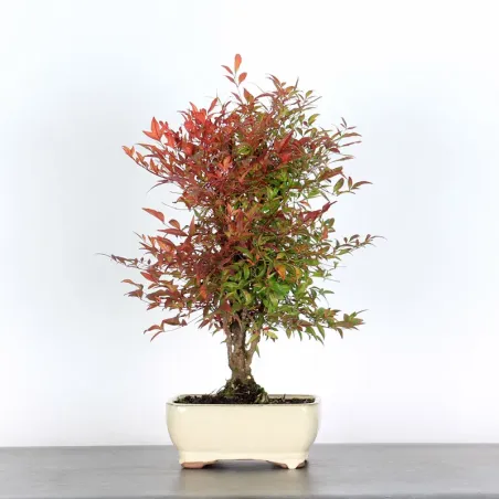 NANDINA "BAMBOU SACRE" 2-10