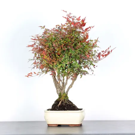 NANDINA "BAMBOU SACRE" 2-11