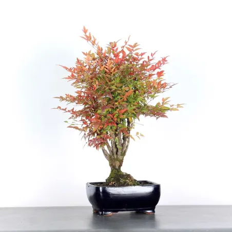 NANDINA "BAMBOU SACRE" 2-12