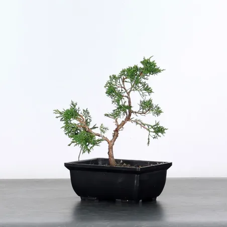 KIT BONSAI SHOHIN JUNIPERUS  1-2