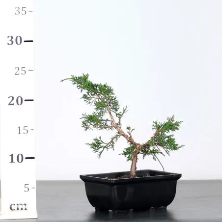 image supplémentaire - KIT BONSAI SHOHIN JUNIPERUS...