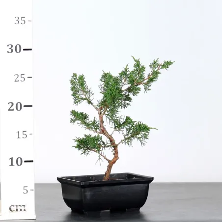 image supplémentaire - JUNIPERUS CHINENSIS SHOHIN 1-3