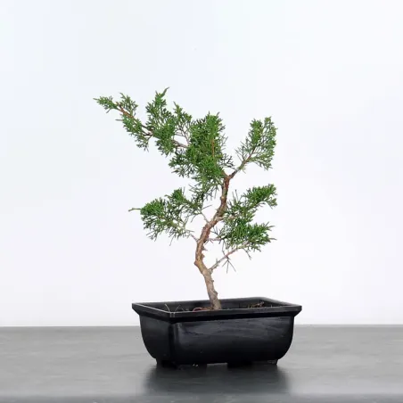 JUNIPERUS CHINENSIS SHOHIN 1-3