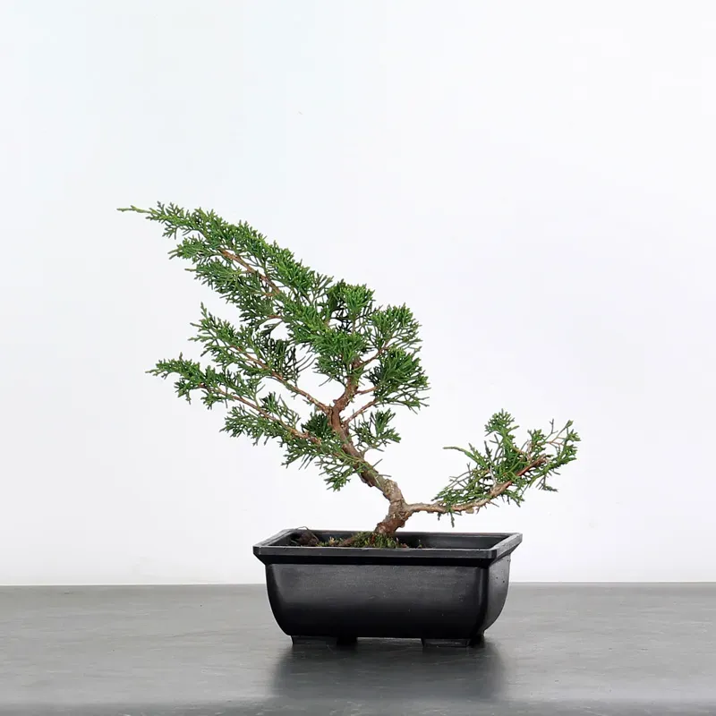 Bonsai Genévrier shohin