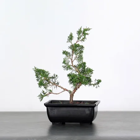 Bonsai juniper shohin