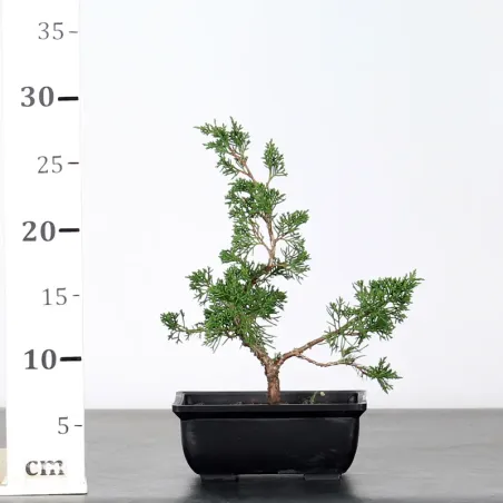 image supplémentaire - JUNIPERUS CHINENSIS SHOHIN 1-7