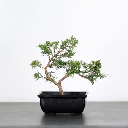 GENÉVRIER SHOHIN "JUNIPERUS CHINENSIS ITOIGAWA" 3-6