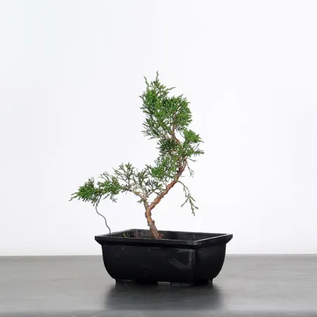 GENÉVRIER SHOHIN "JUNIPERUS CHINENSIS ITOIGAWA" 3-8