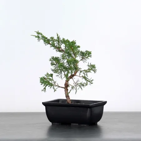 GENÉVRIER SHOHIN "JUNIPERUS CHINENSIS ITOIGAWA" 3-9