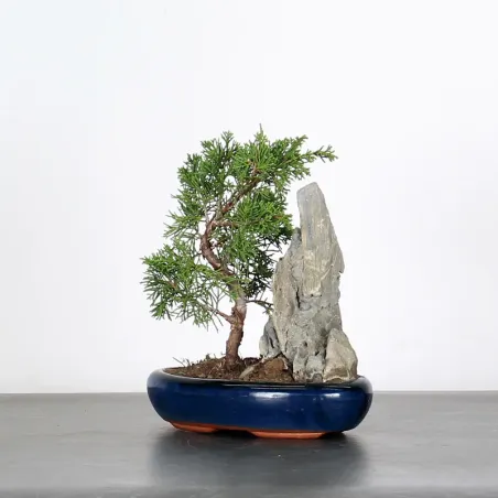 JUNIPERUS SHOHIN 3-10