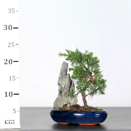 image supplémentaire - JUNIPERUS SHOHIN 3-10