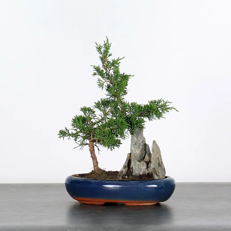 GENÉVRIER SHOHIN "JUNIPERUS CHINENSIS ITOIGAWA" 3-12