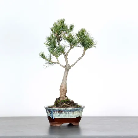 PIN BLANC DU JAPON "PINUS PENTAPHYLLA" 1-1