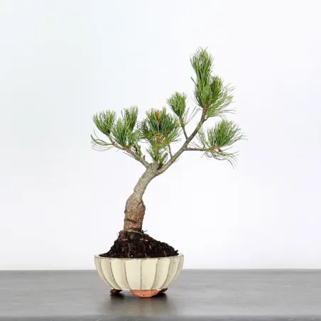 Bonsai Pin Pentaphylla PP-1-2