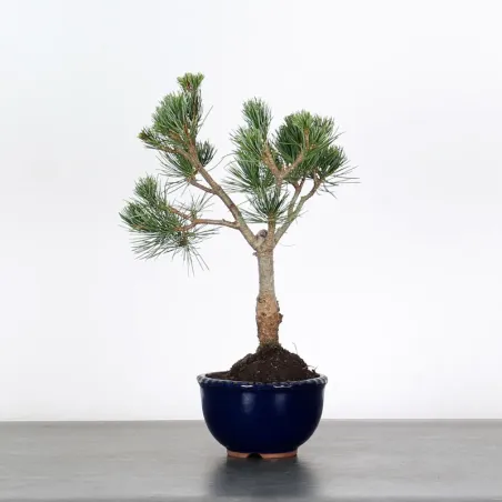 Bonsai Pin Pentaphylla PP-1-1