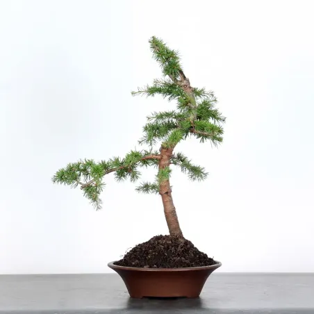 image supplémentaire - BONSAI "CEDRUS ATLANTICA" 1-1