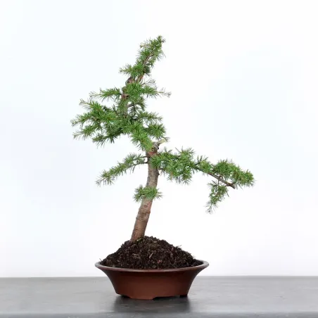 BONSAI "CEDRUS ATLANTICA" 1-1