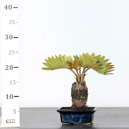 image supplémentaire - ZAMIA 1-2