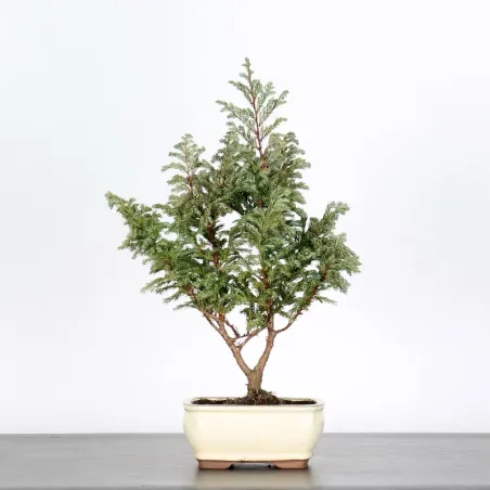 CHAMAECYPARIS pisifera BOULEVARD 3-5