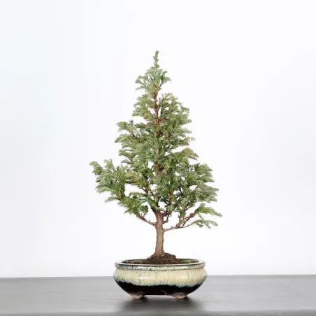 CHAMAECYPARIS pisifera BOULEVARD 3-7