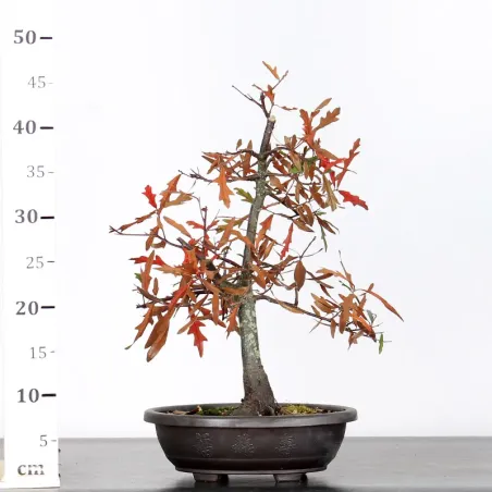 image supplémentaire - OAK BONSAI "QUERCUS CERRIS"...