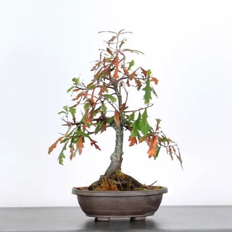 Bonsaï chêne pédonculé (Quercus Robur) 20 ans CHR-1-4