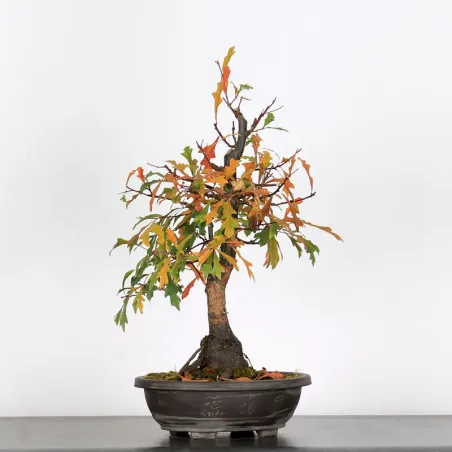 Bonsai Pedunculate Oak (Quercus Robur) CHR-1-5